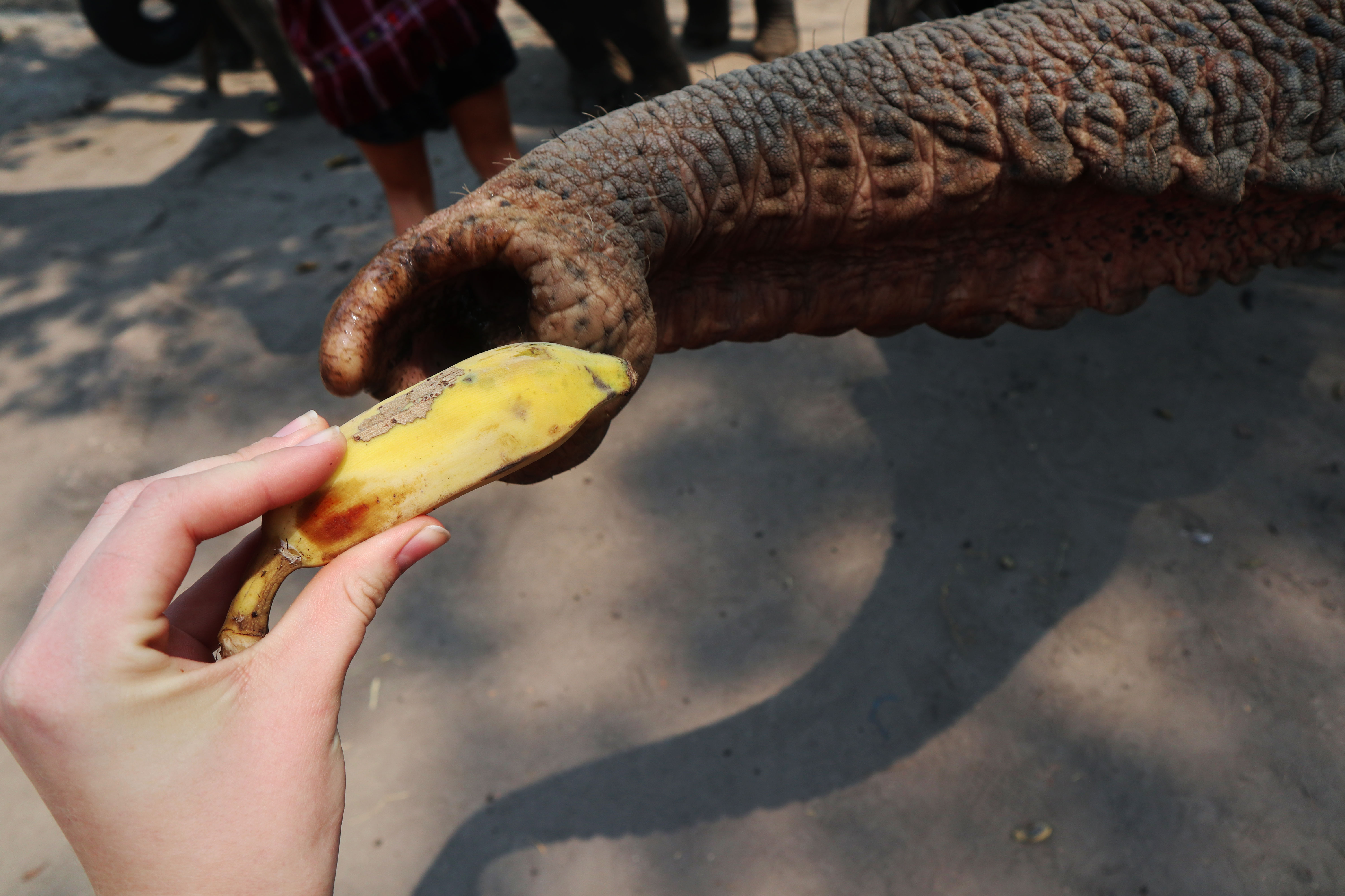 elephant eats banana