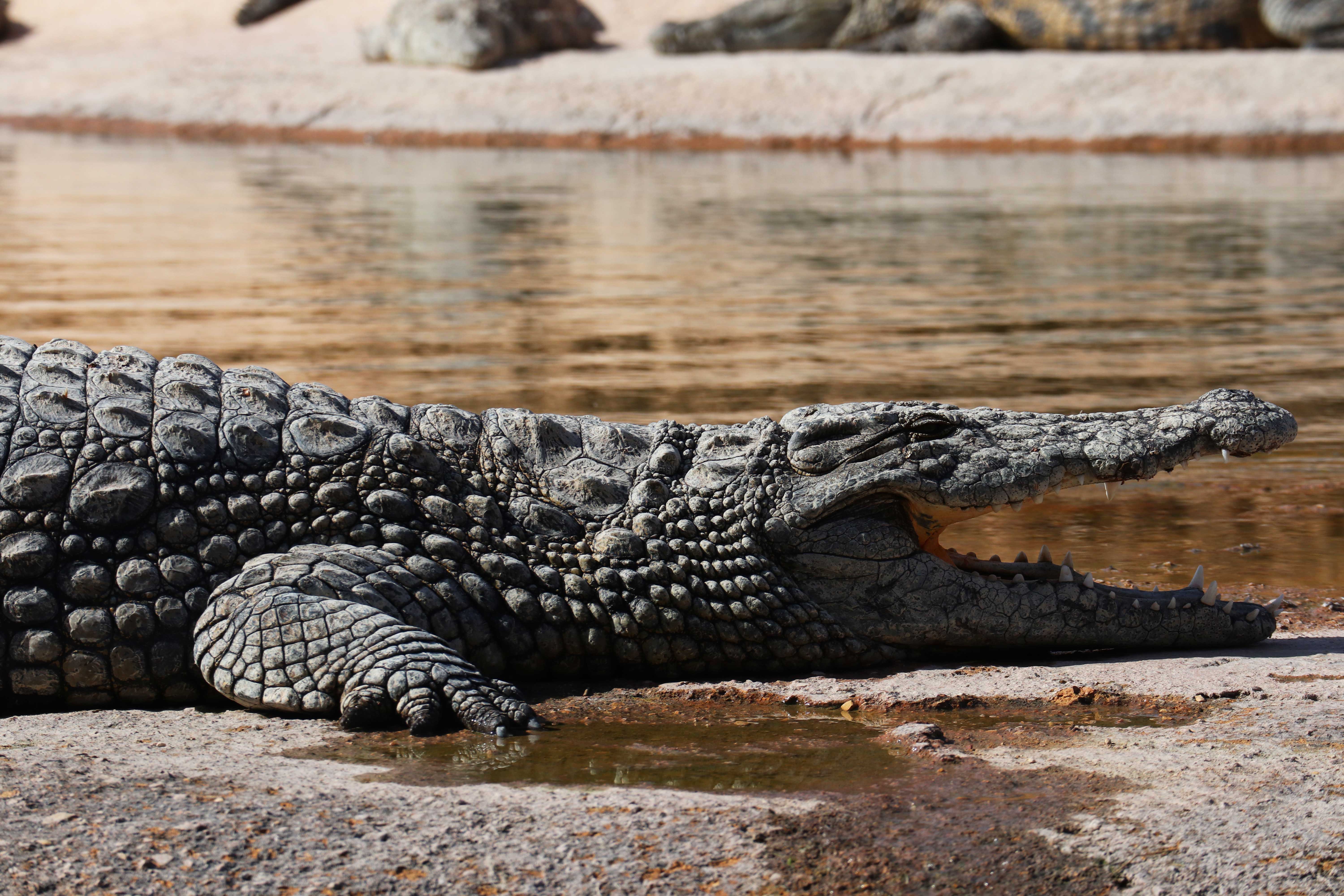 Crocodile Park in Agadir