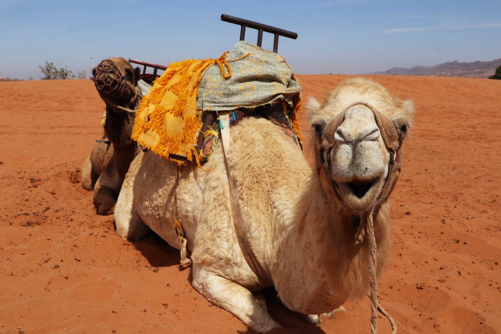 Camel in Morocco