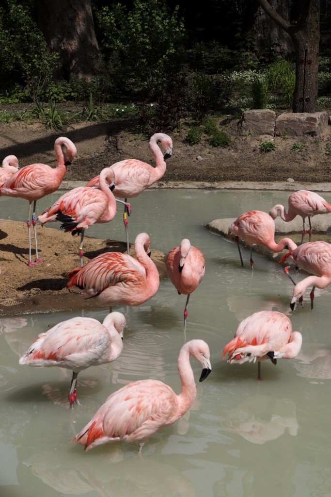 Wuppertaler Zoo - Flamingos