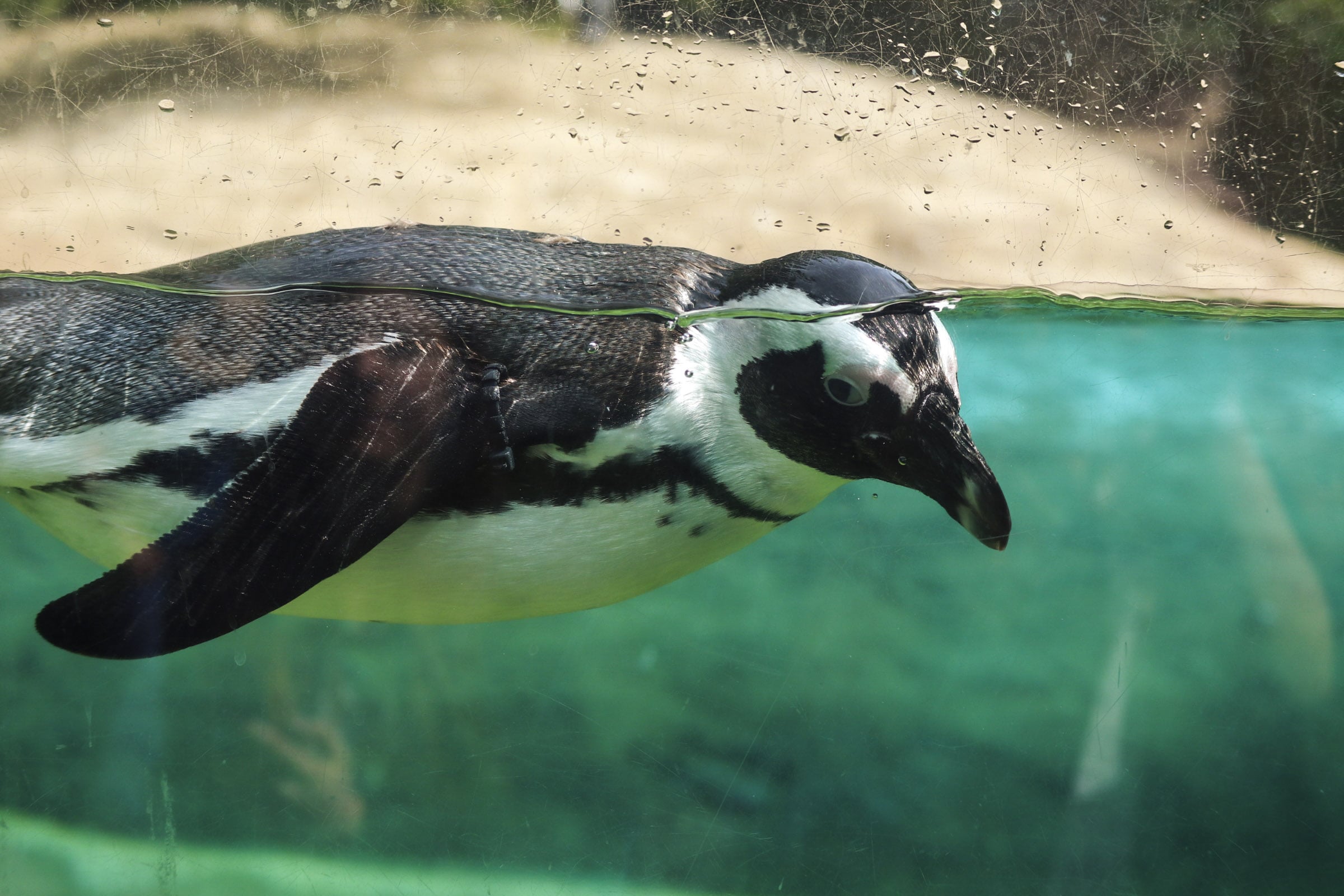 Wuppertaler Zoo - Pinguin