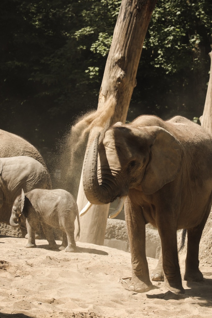 Wuppertaler Zoo - Elephant