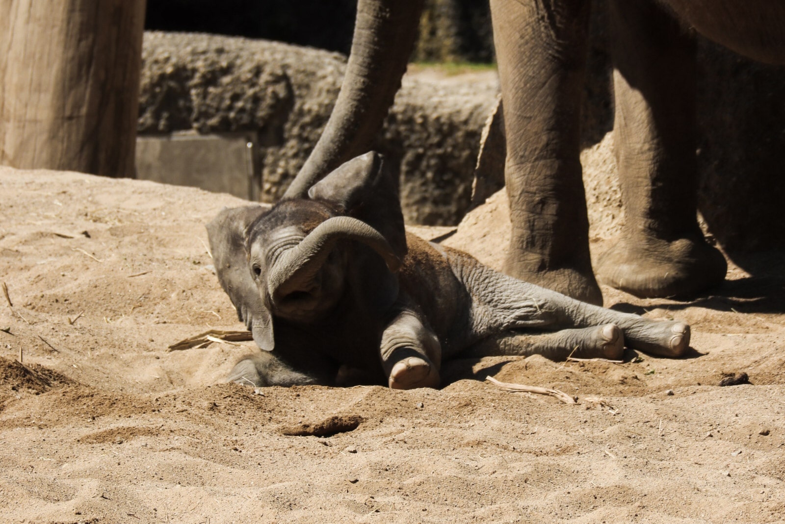 Wuppertaler Zoo - Elefantenbaby