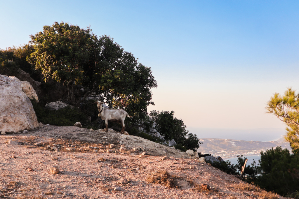 Meeting goats at Kefalos Viewpoint